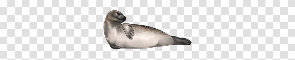 Harbor Seal, Animals, Sea Life, Shark, Fish Transparent Png