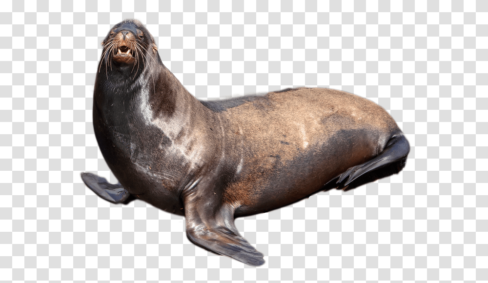 Harbor Seal, Animals, Sea Lion, Mammal, Sea Life Transparent Png