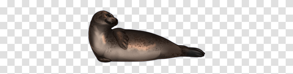 Harbor Seal, Animals, Shark, Sea Life, Fish Transparent Png