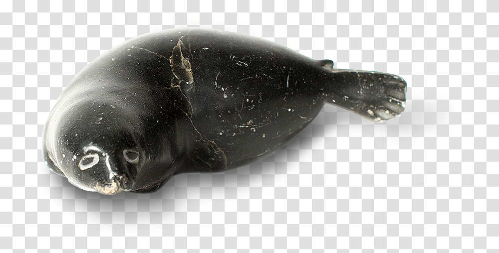 Harbor Seal, Bomb, Weapon, Weaponry, Animal Transparent Png