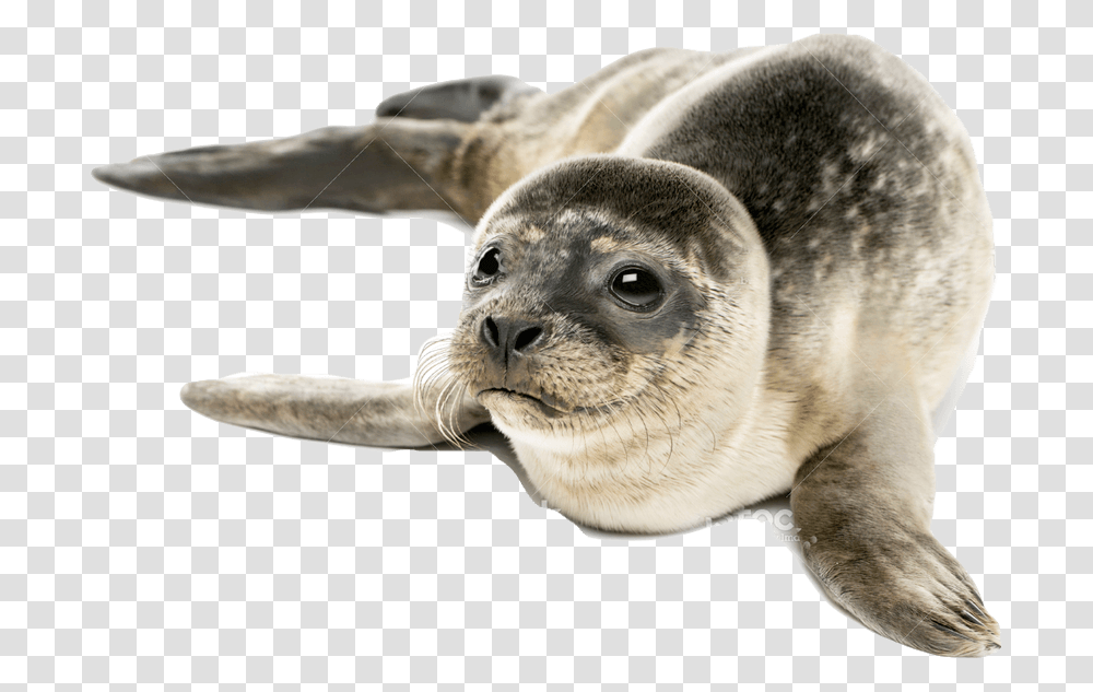 Harbor Seal Free Images Seal Meaning In Hindi, Sea Lion, Mammal, Sea Life, Animal Transparent Png
