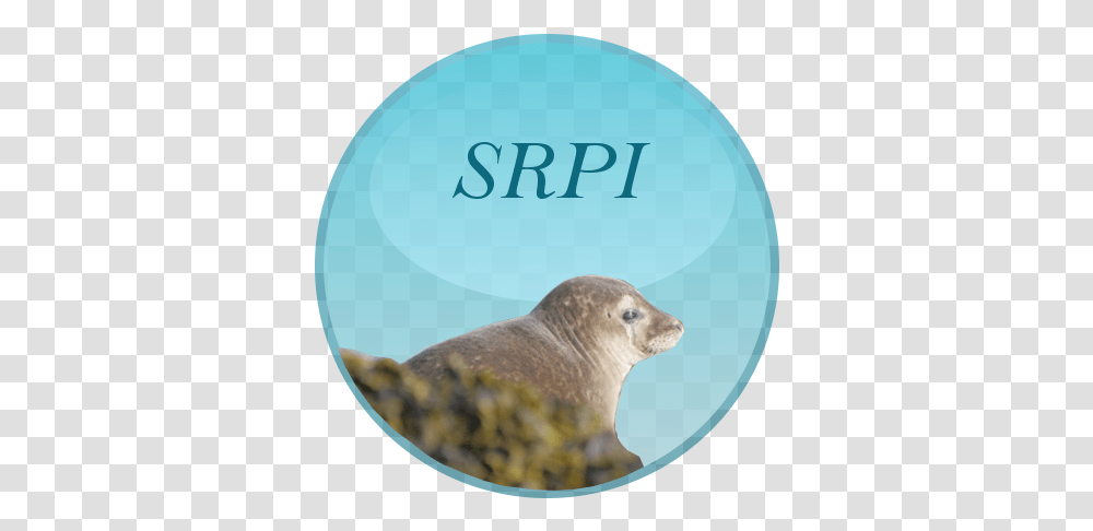 Harbor Seal, Mammal, Sea Life, Animal, Sea Lion Transparent Png