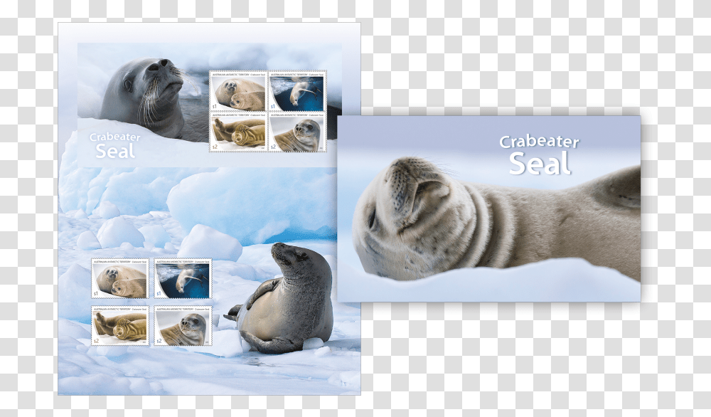 Harbor Seal, Penguin, Bird, Animal, Tiger Transparent Png