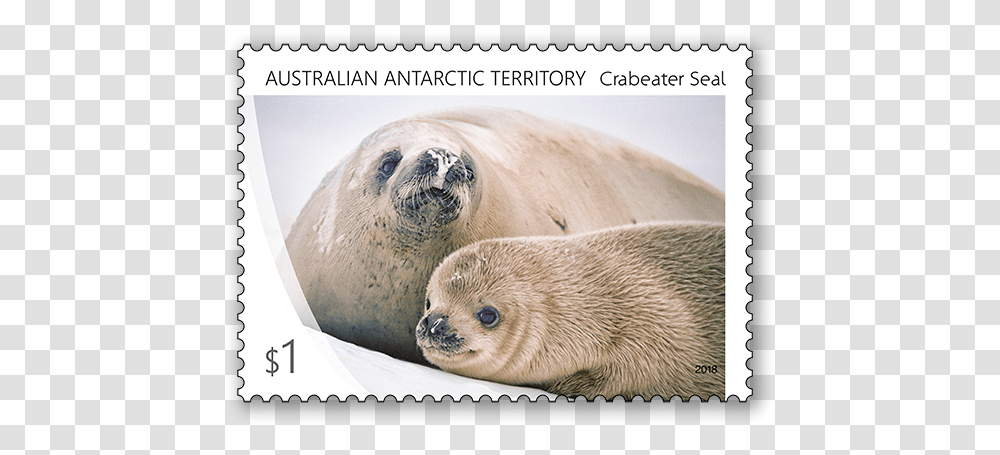 Harbor Seal, Sea Life, Animal, Mammal, Bear Transparent Png