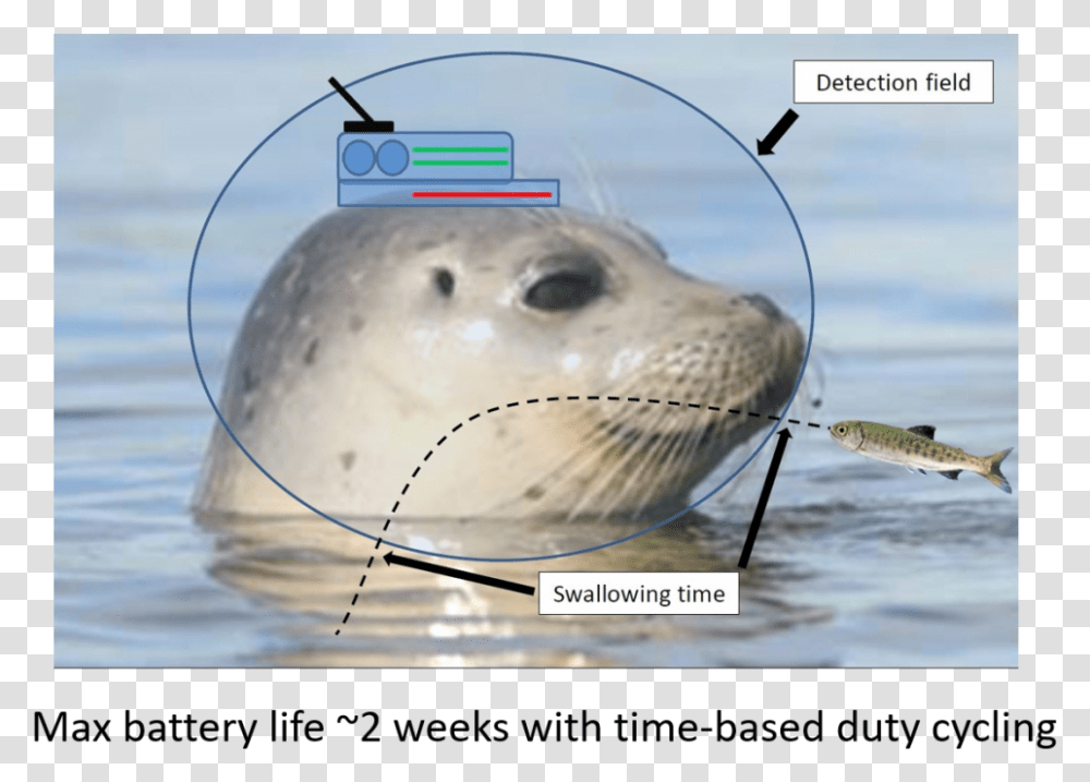 Harbor Seal, Sea Life, Animal, Sea Lion, Mammal Transparent Png