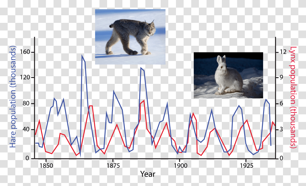Hare Lynx Lotka Volterra, Cat, Pet, Mammal, Animal Transparent Png