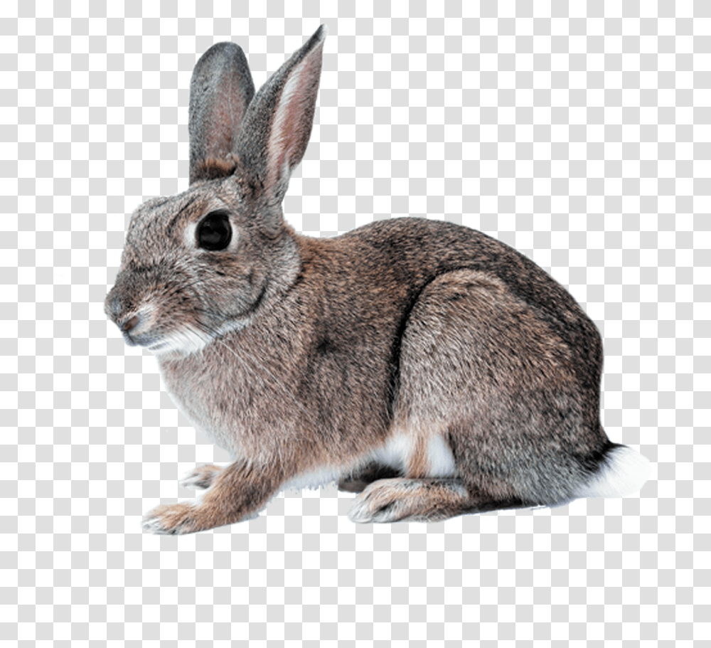 Hare Picture Rabbit With Clear Background, Kangaroo, Mammal, Animal, Wallaby Transparent Png