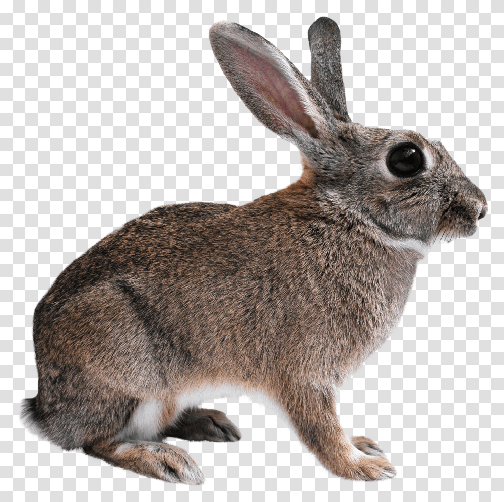 Hare, Rodent, Mammal, Animal, Rabbit Transparent Png