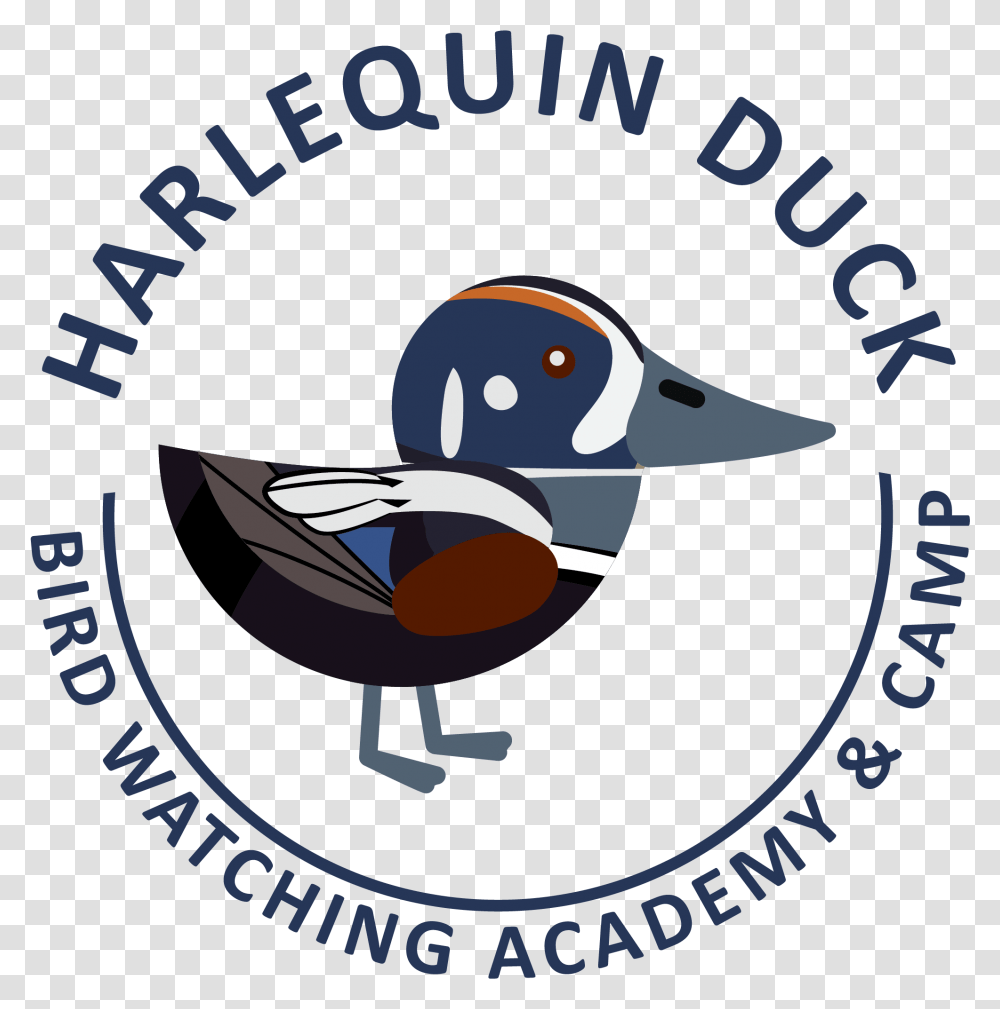 Harlequin Duck Picture Duck, Poster, Advertisement, Animal, Bird Transparent Png
