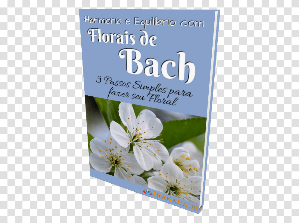 Harmonia E Equilbrio Com Florais De Bach Rosa Rubiginosa, Plant, Flower, Blossom, Paper Transparent Png