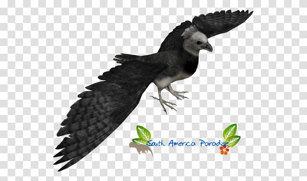 Harpy Eagle Clipart Harper Claw, Vulture, Bird, Animal, Condor Transparent Png