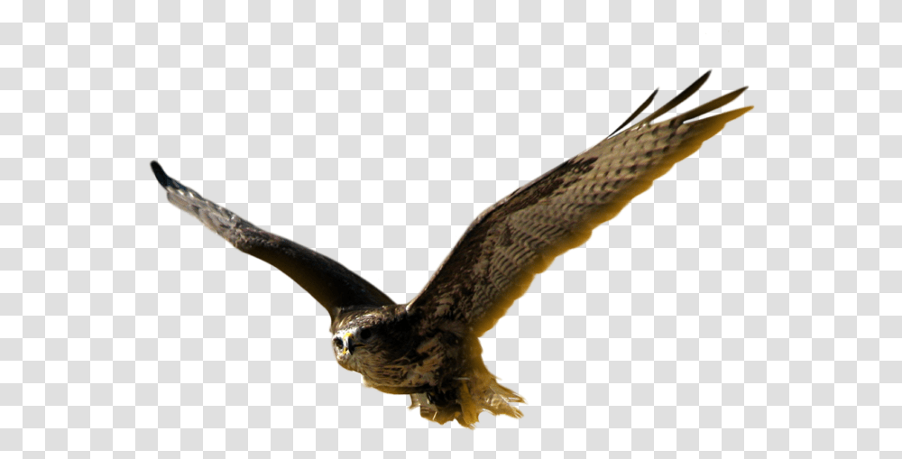 Harrier, Bird, Animal, Flying, Reptile Transparent Png