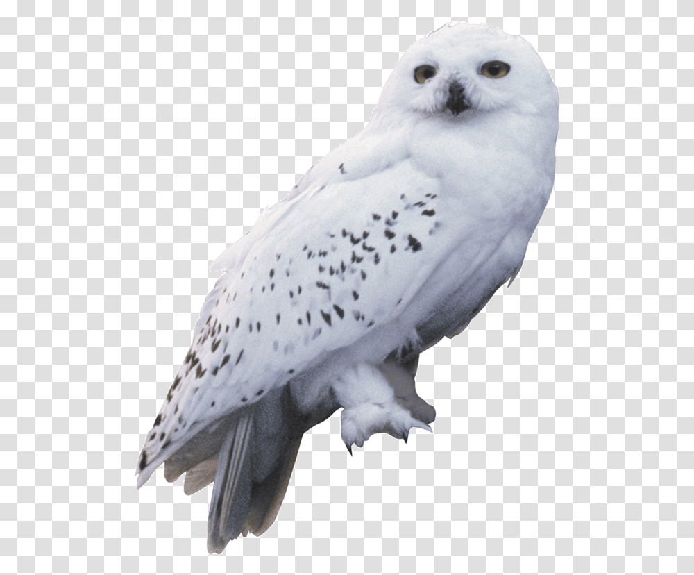 Harry Potter And The Chamber Of Secrets Owl Hedwig Harry Potter Hedwig, Bird, Animal Transparent Png