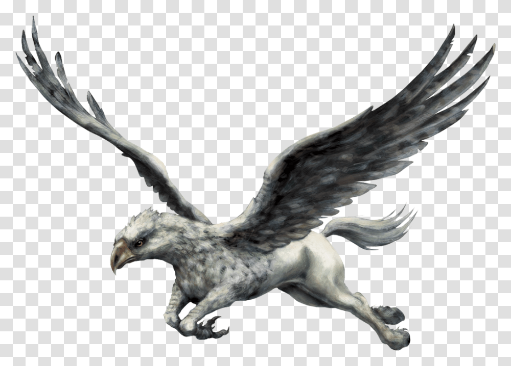 Harry Potter Animals, Bird, Eagle, Flying, Hawk Transparent Png