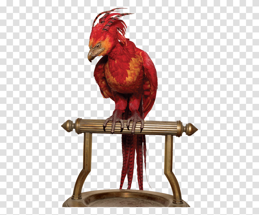 Harry Potter Fawkes And Fenix Image Phoenix Harry Potter, Chicken, Poultry, Fowl, Bird Transparent Png