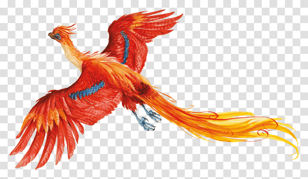 Harry Potter No Background Harry Potter Phoenix Bird, Animal, Chicken, Fowl, Flamingo Transparent Png