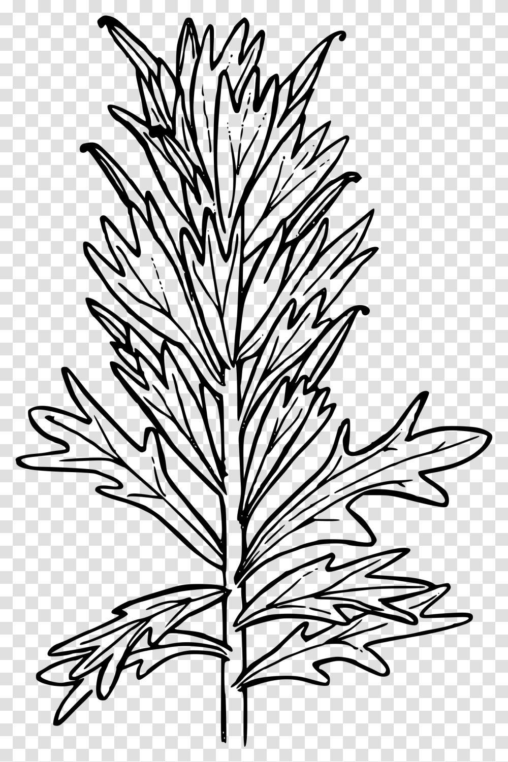 Harsh Paintbrush Clip Arts Indian Paintbrush Coloring Page, Gray, World Of Warcraft Transparent Png