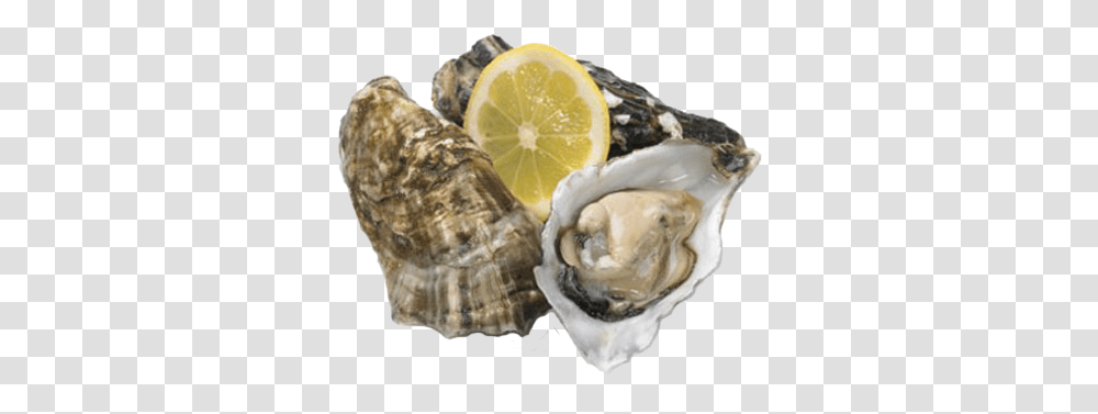 Harvest Connect Oysters, Seashell, Invertebrate, Sea Life, Animal Transparent Png