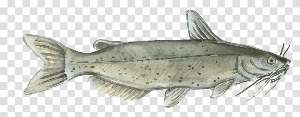 Harvest Select Catfish Download, Animal, Coho, Sea Life Transparent Png