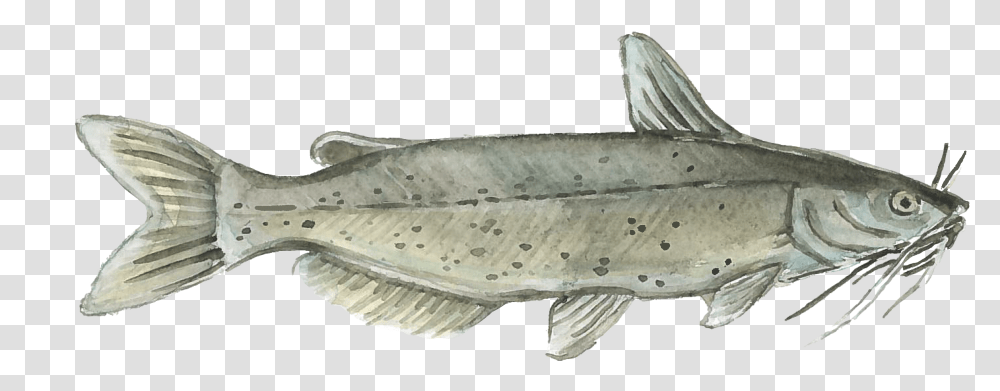 Harvest Select Catfish Image Watercolor Painting, Animal, Coho, Sea Life Transparent Png