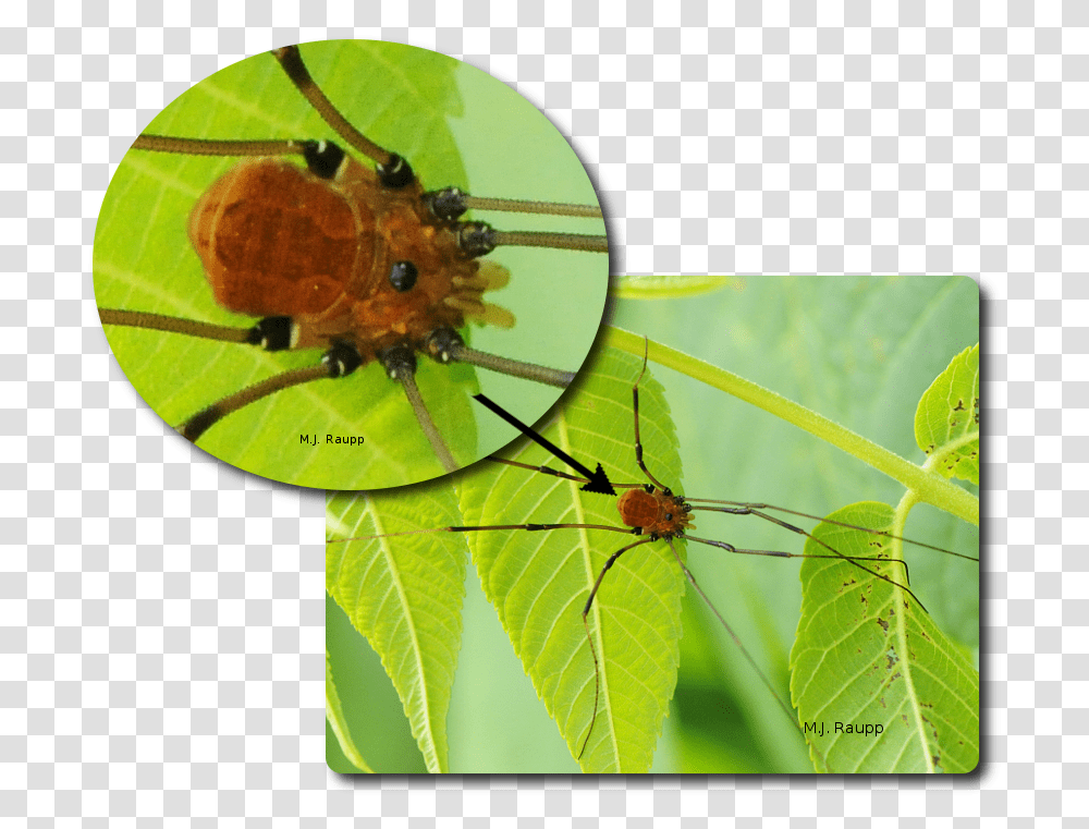 Harvestmen Appear To Have A Single Body Region Insect, Invertebrate, Animal, Spider, Arachnid Transparent Png