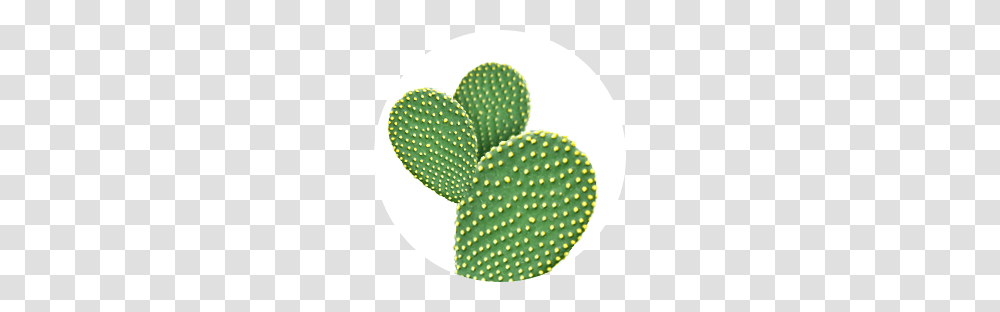 Hask, Plant, Cactus, Rug Transparent Png