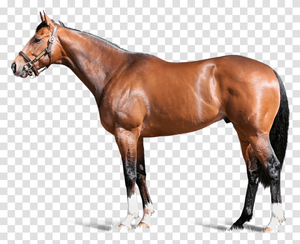Havana Gold Foreground Carpe Diem Horse, Mammal, Animal, Colt Horse, Stallion Transparent Png