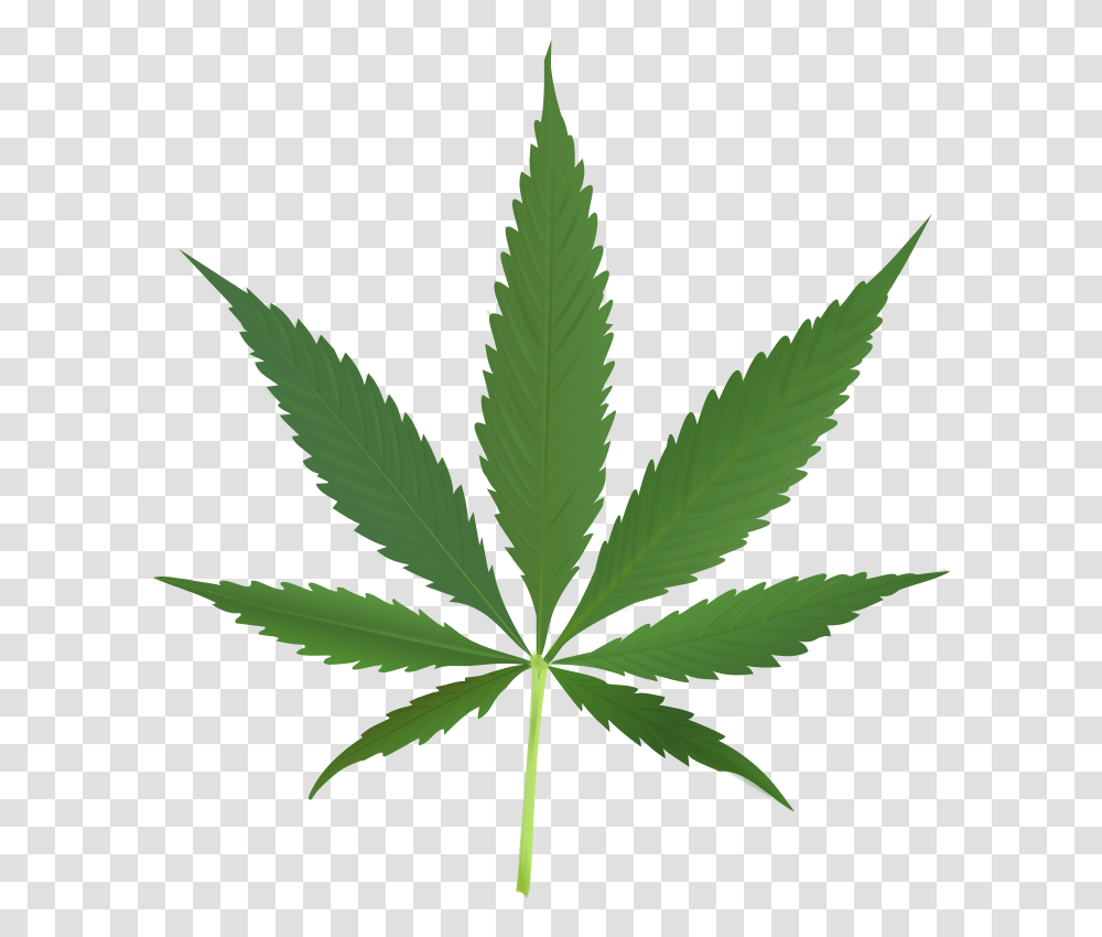 Have You Made Up Your Mind Yet On Legalizing Recreational, Plant, Hemp, Weed Transparent Png