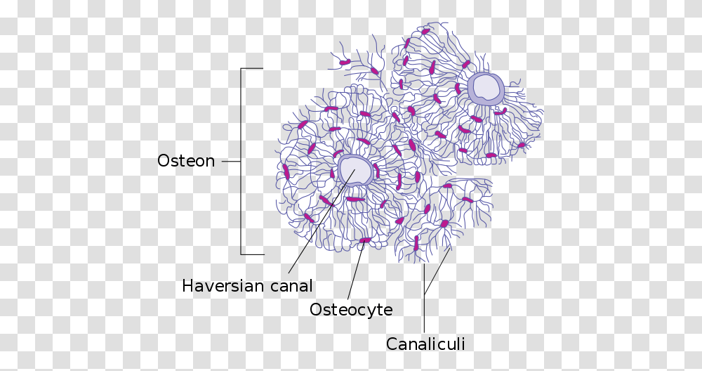 Haversian Canal, Sphere, Network Transparent Png