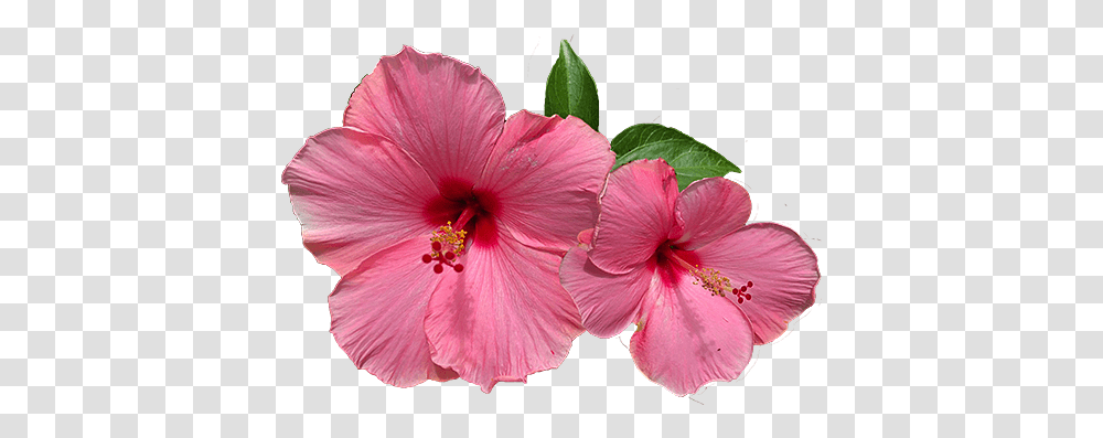 Hawaii Association Of The Blind Hibiscus Two Flower, Plant, Blossom, Geranium, Petal Transparent Png