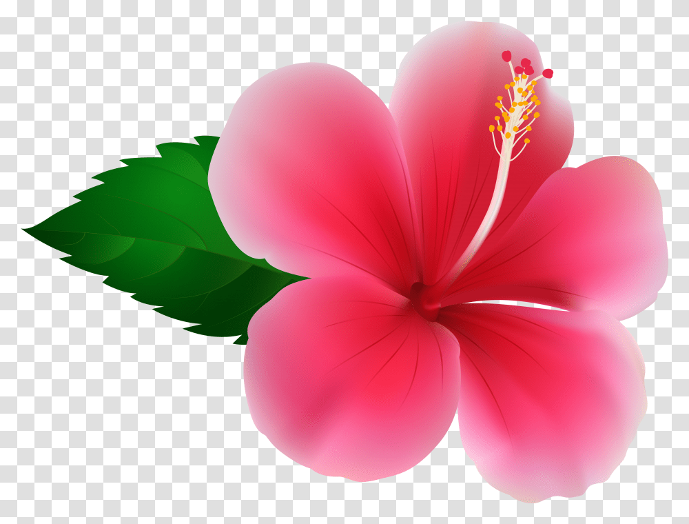 Hawaii Clipart Pink Hibiscus Flower Pink Hibiscus Flower Transparent Png