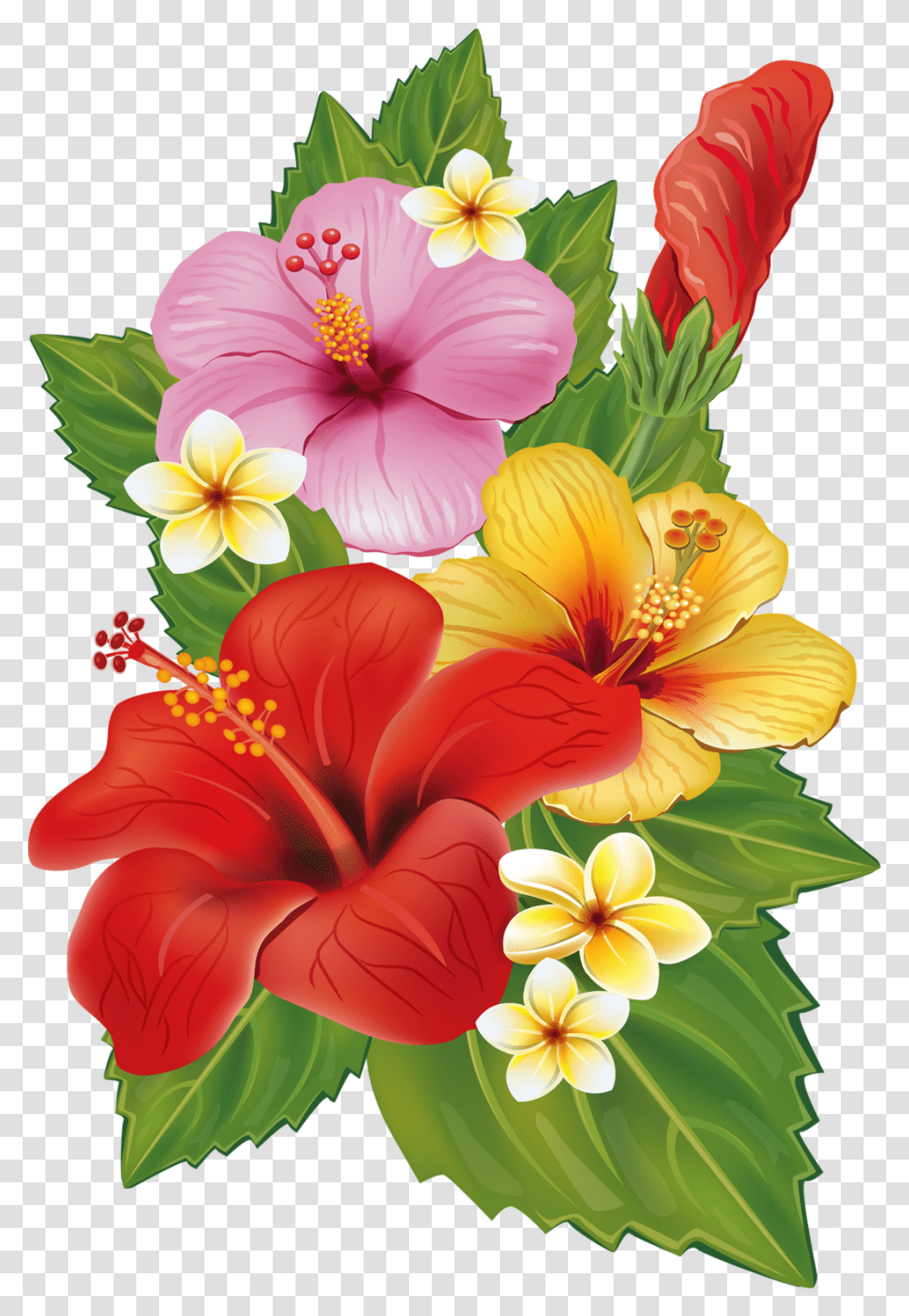 Hawaii Clipart Plumeria Hawaiian Tropical Flowers Background, Plant, Hibiscus, Blossom, Anther Transparent Png