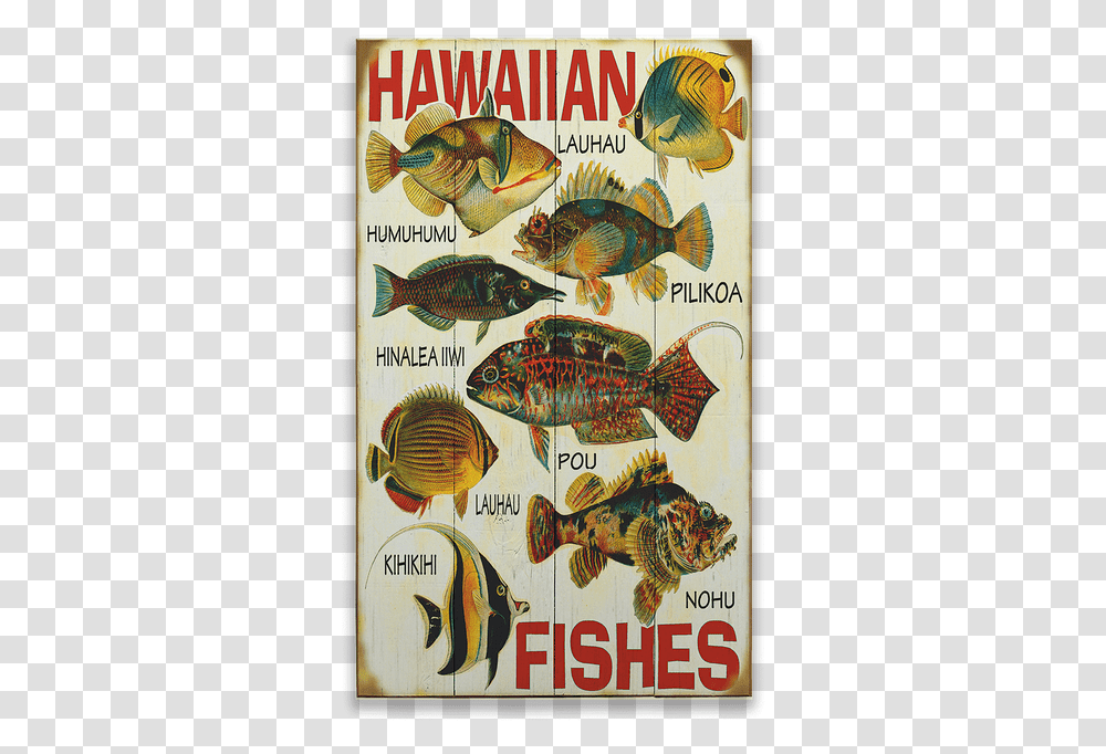 Hawaiian Fish, Animal, Perch, Coho, Sea Life Transparent Png