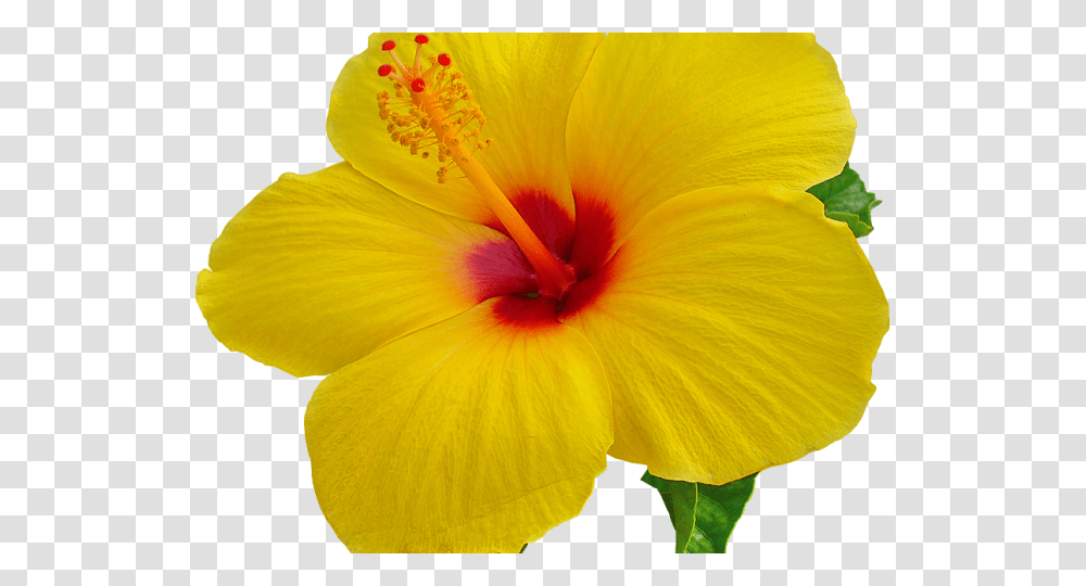 Hawaiian Flower Background, Plant, Hibiscus, Blossom, Pollen Transparent Png