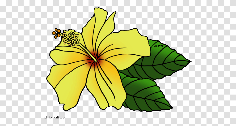 Hawaiian Flower Clip Art Free Wikiclipart Gumamela Clipart, Plant, Leaf, Blossom, Petal Transparent Png