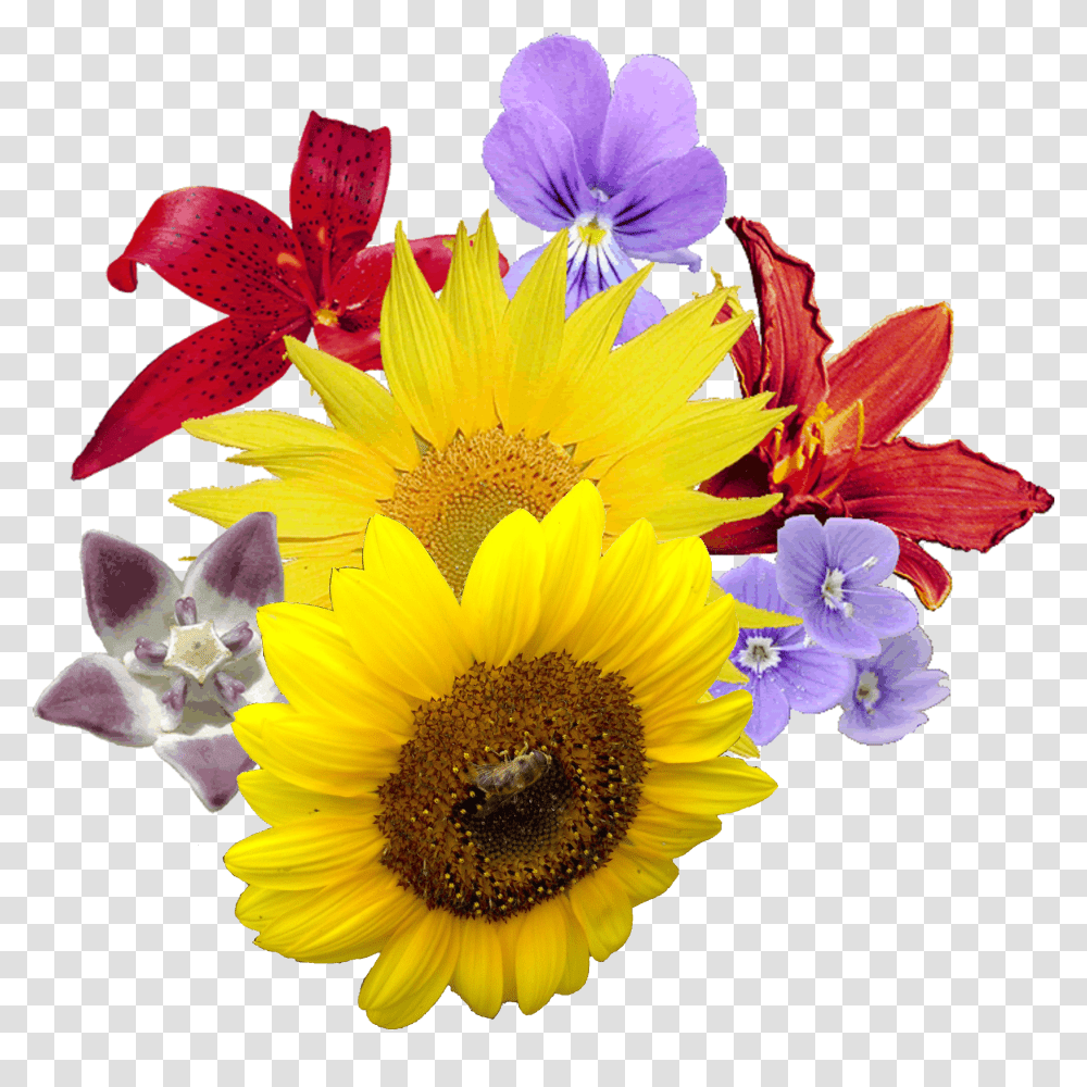 Hawaiian Flower Images Photo 1314 Flower Images In, Plant, Blossom, Flower Arrangement, Flower Bouquet Transparent Png