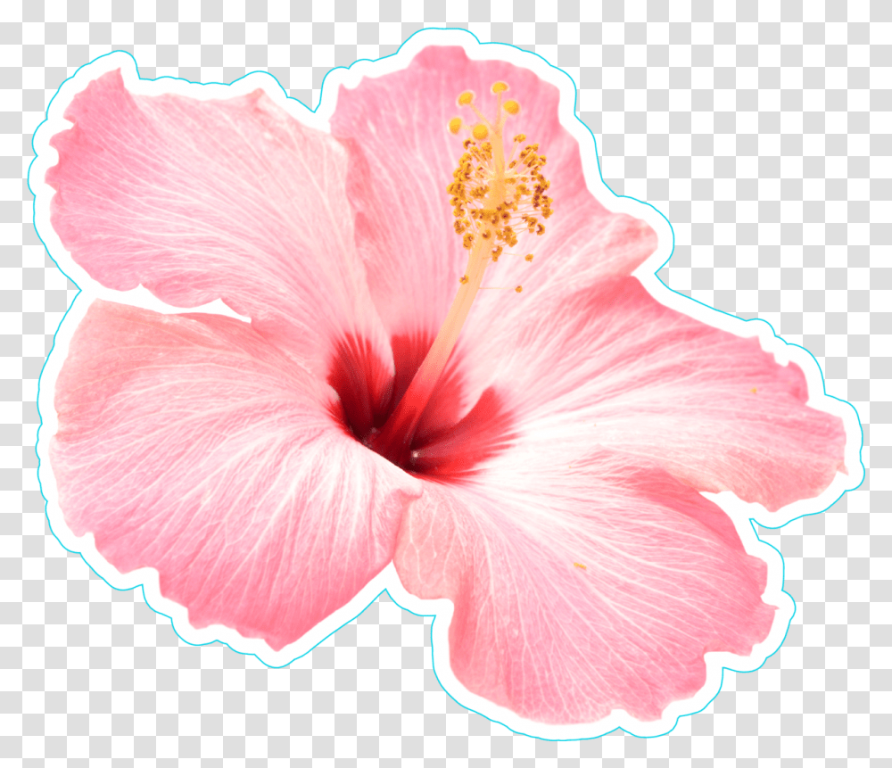 Hawaiian Flower Pink Hibiscus Flower Pink Hibiscus Flower, Plant, Blossom, Anther, Pollen Transparent Png