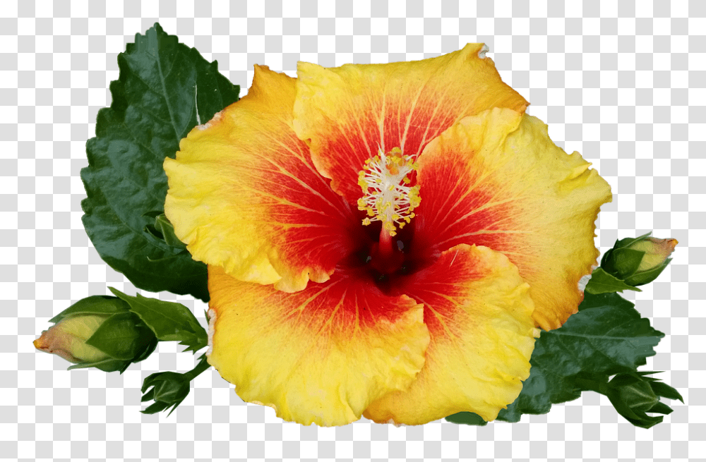 Hawaiian Flower Tropical Plant Tropical Flowers Tropical Flower, Hibiscus, Blossom, Pollen Transparent Png
