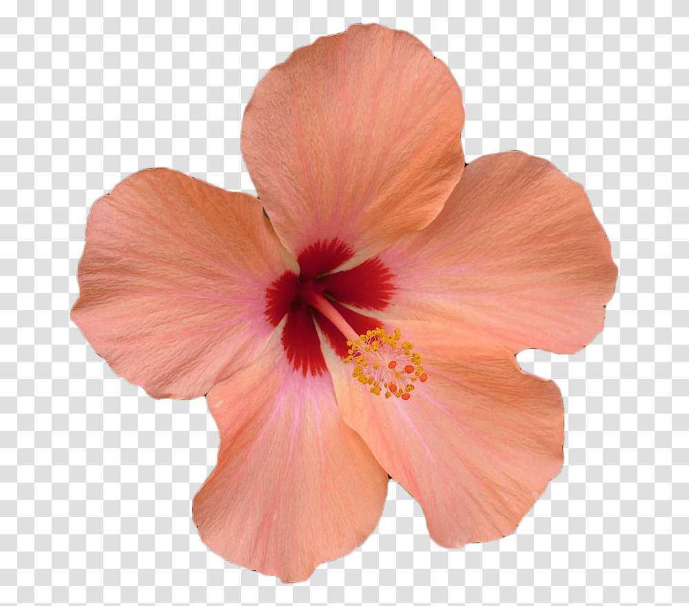 Hawaiian Flowers Flower Hibiscus, Plant, Blossom, Fungus, Petal Transparent Png