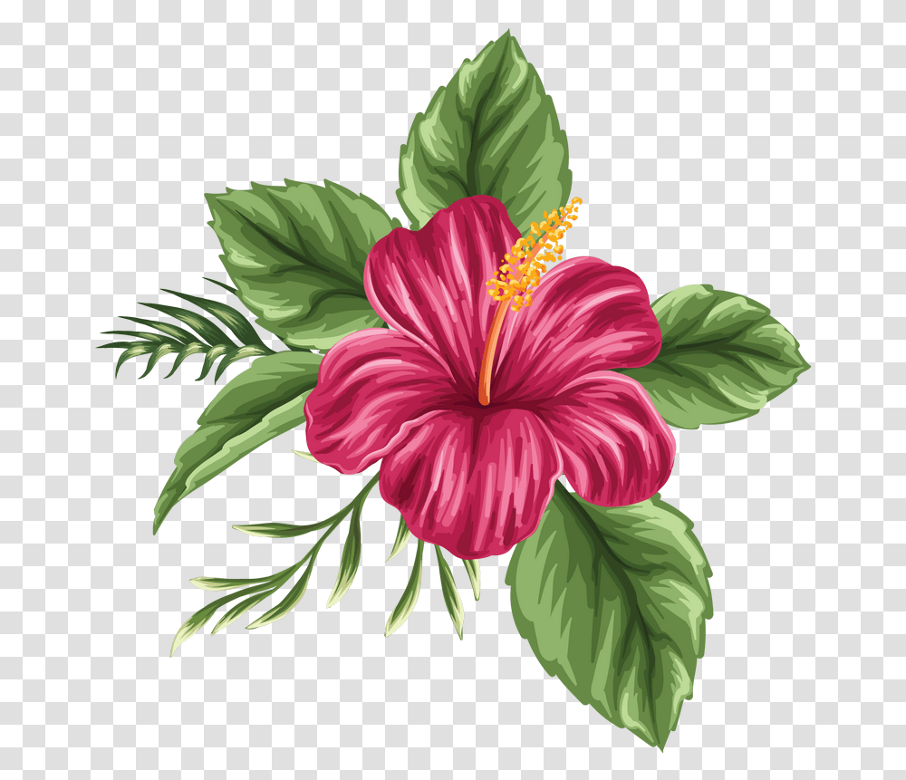 Hawaiian Flowers Hibiscus Flower Flower Drawing, Plant, Blossom, Green, Graphics Transparent Png