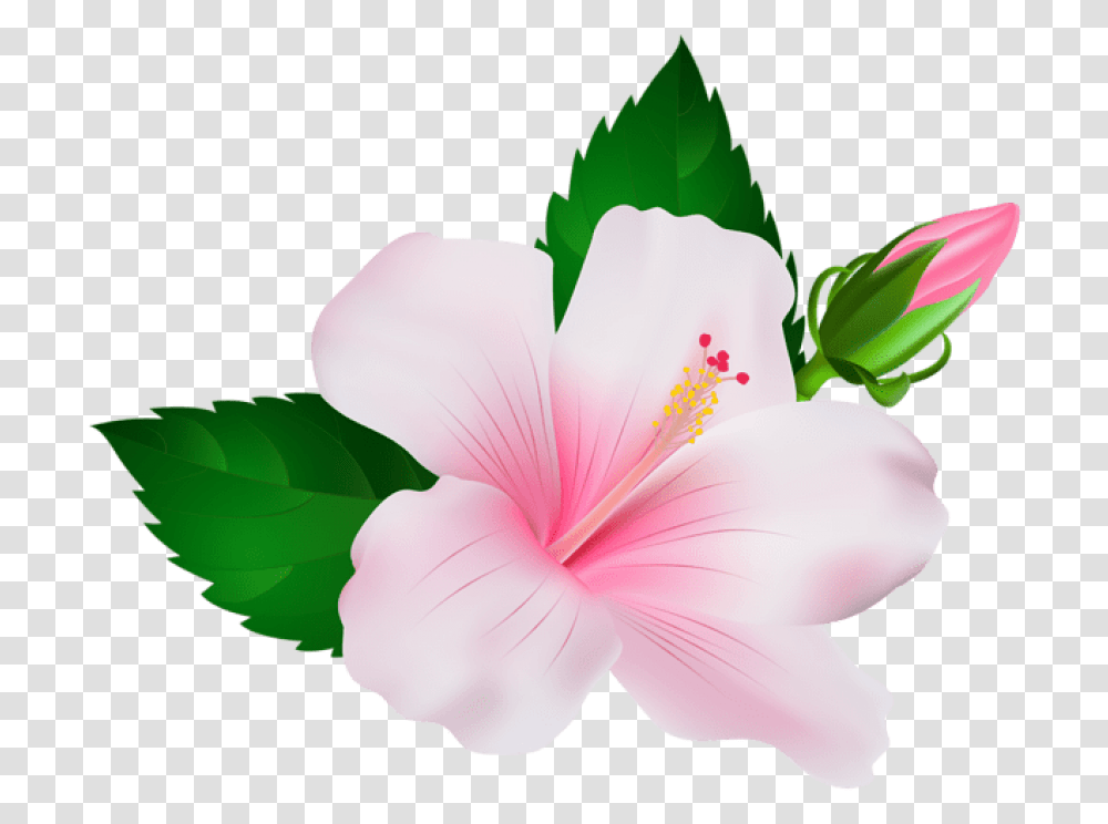 Hawaiian Flowers Pink Hibiscus, Plant, Blossom, Geranium, Petal Transparent Png