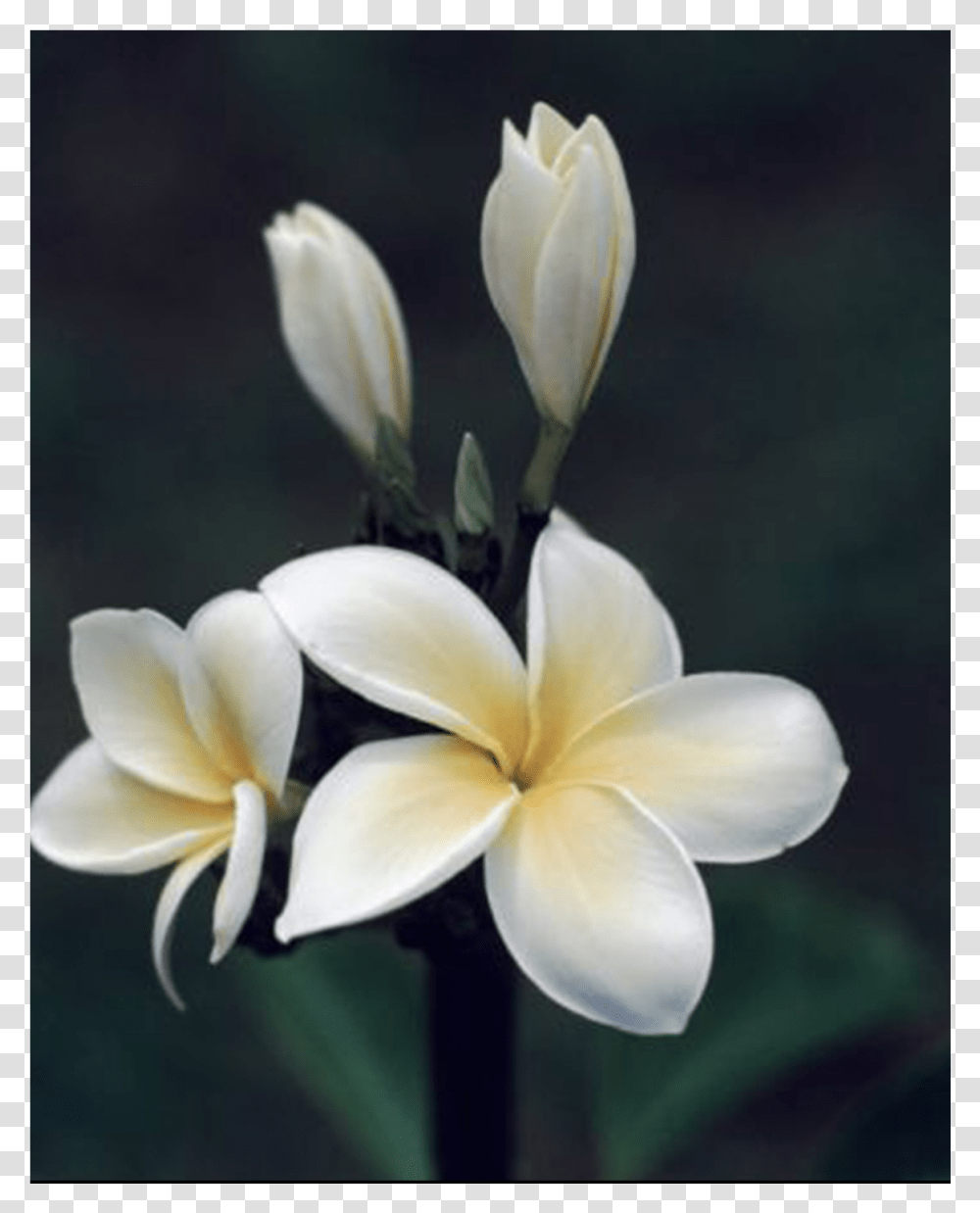Hawaiian Flowers, Plant, Blossom, Petal, Lily Transparent Png