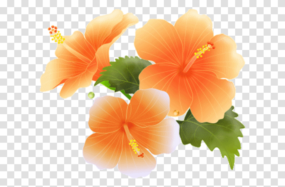 Hawaiian Frame Clipart Orange Flowers Border, Hibiscus, Plant, Blossom, Anther Transparent Png