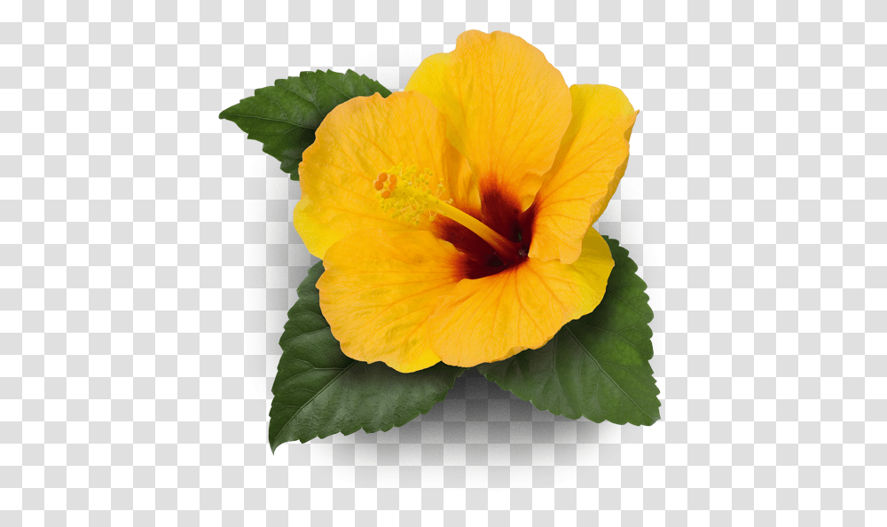 Hawaiian Hibiscus, Plant, Flower, Blossom, Acanthaceae Transparent Png