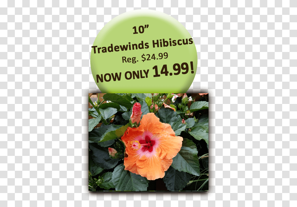 Hawaiian Hibiscus, Plant, Flower, Blossom, Araceae Transparent Png