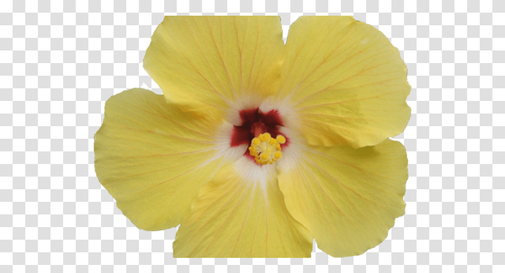 Hawaiian Hibiscus, Plant, Flower, Blossom, Bird Transparent Png