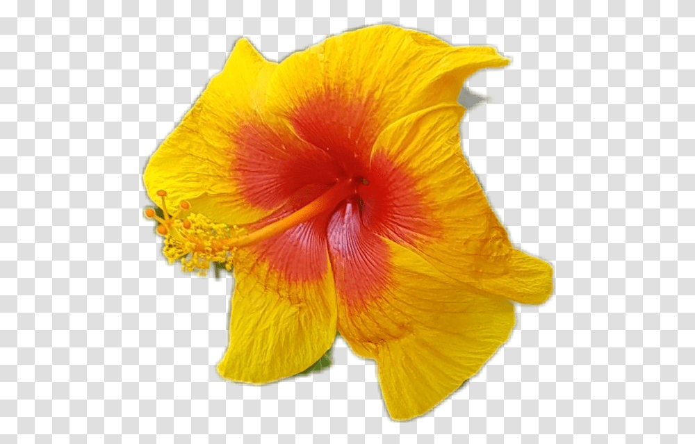 Hawaiian Hibiscus, Plant, Flower, Blossom, Petal Transparent Png