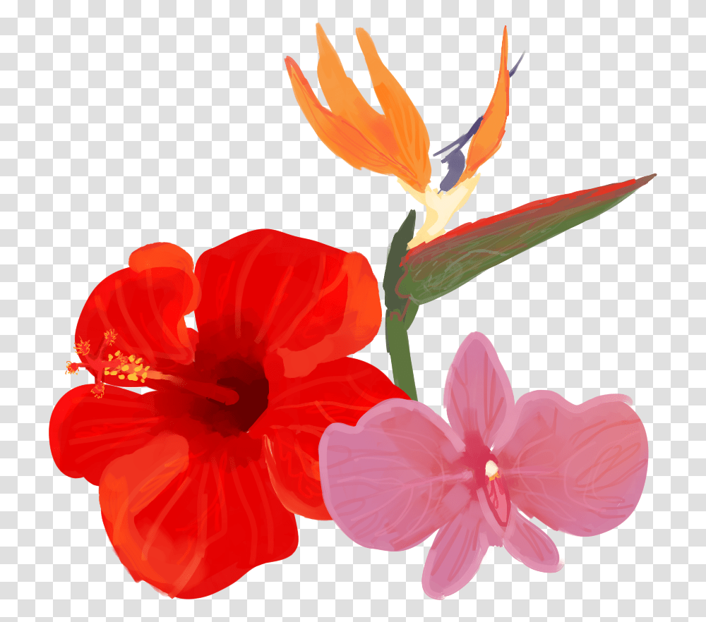 Hawaiian Hibiscus, Plant, Flower, Blossom, Petal Transparent Png