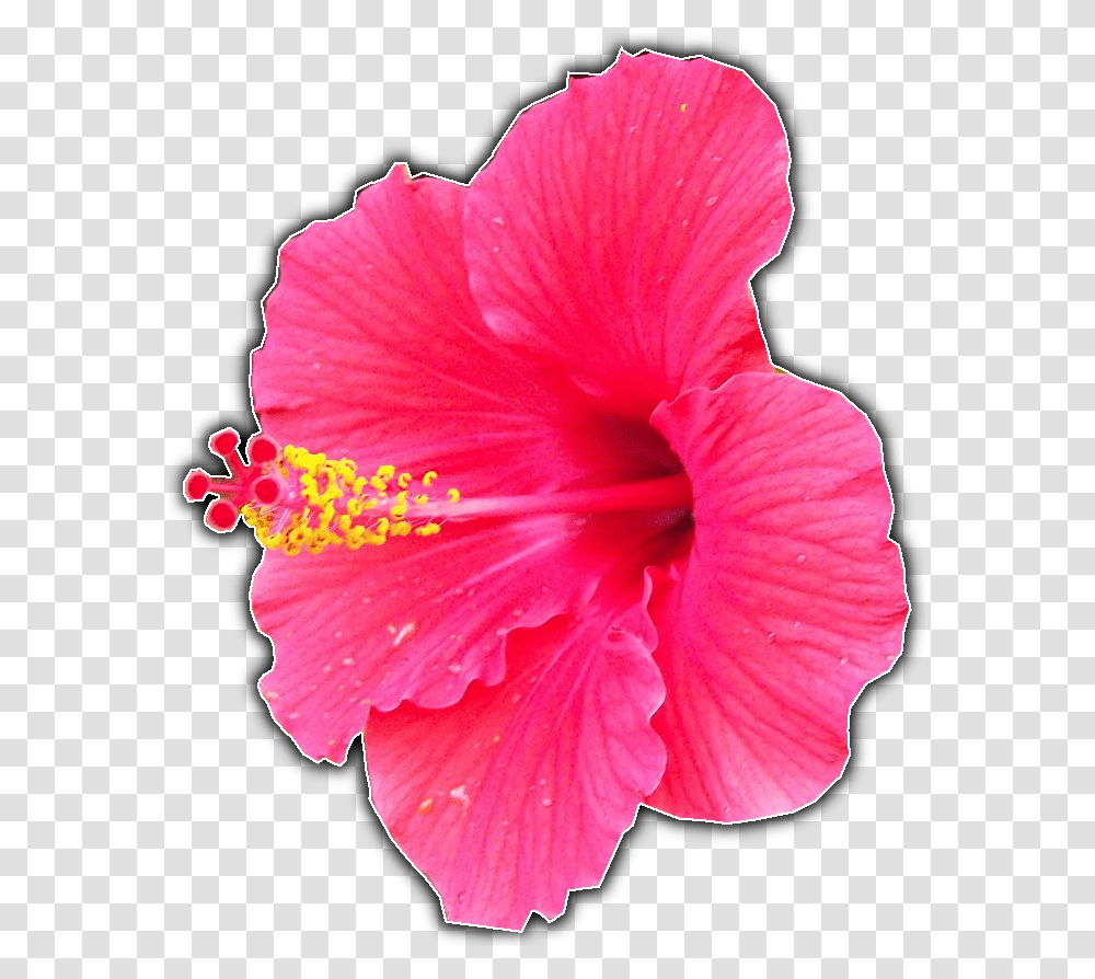 Hawaiian Hibiscus, Plant, Flower, Blossom, Pollen Transparent Png