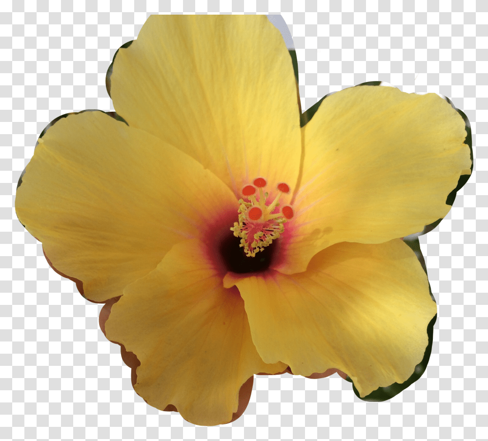 Hawaiian Hibiscus, Plant, Flower, Blossom, Pollen Transparent Png